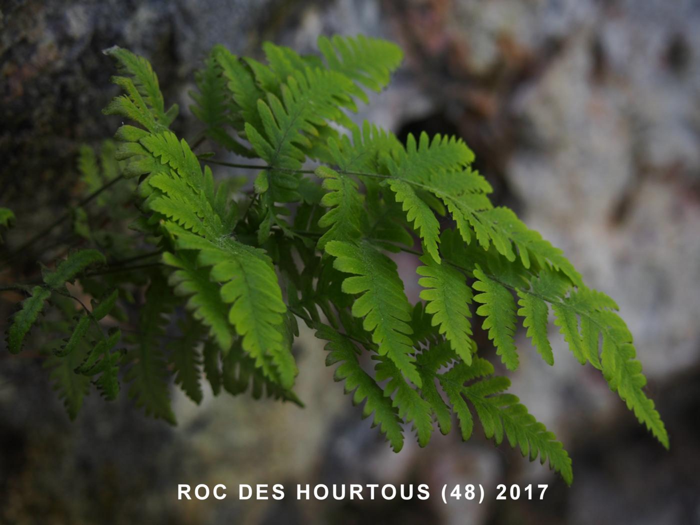 Fern, Limestone leaf